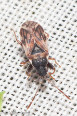 Taphropeltus nervosus