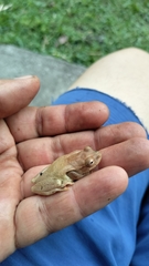 Dendropsophus columbianus