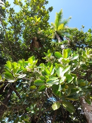 Calophyllum inophyllum
