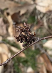 Eriophyes betulae