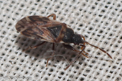 Taphropeltus nervosus