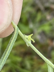 Harpagonella palmeri