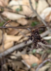 Eriophyes betulae