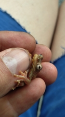 Dendropsophus columbianus