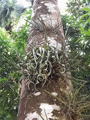 Brassavola nodosa