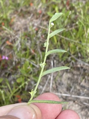 Harpagonella palmeri
