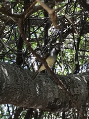 Myiarchus magnirostris
