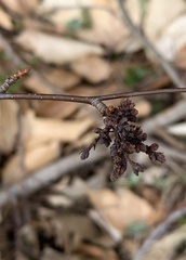 Eriophyes betulae