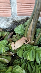 Dendropsophus columbianus