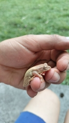 Dendropsophus columbianus
