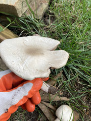 Agaricus