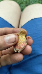 Dendropsophus columbianus