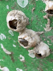 Amphibalanus eburneus