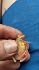 Dendropsophus columbianus