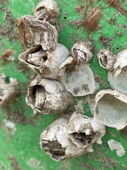 Amphibalanus eburneus