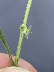 Harpagonella palmeri