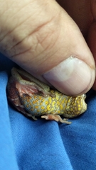 Dendropsophus columbianus