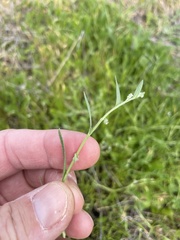 Harpagonella palmeri