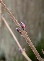 Viburnum acerifolium