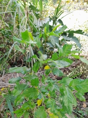 Piper tuberculatum