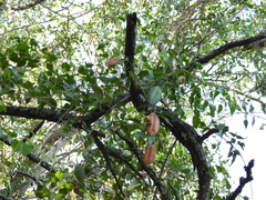 Bignonieae