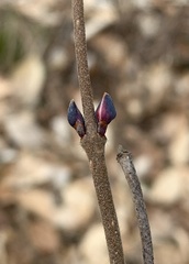 Viburnum acerifolium