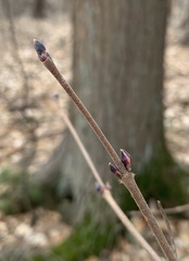 Viburnum acerifolium