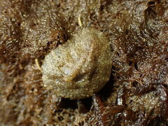 Onchidella nigricans