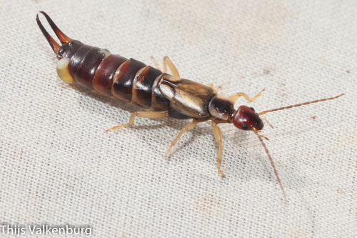 Western Earwig