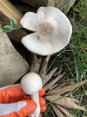 Agaricus