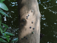 Nerita balteata