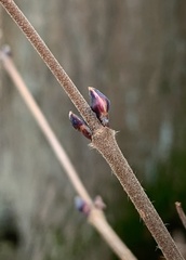 Viburnum acerifolium