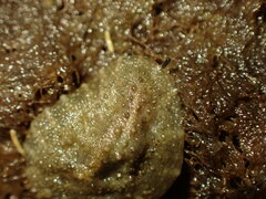 Onchidella nigricans