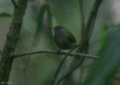 Ilicura militaris