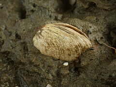 Cyclomactra ovata