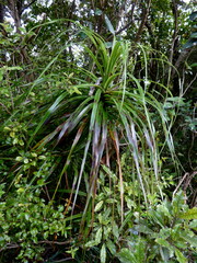 Dracophyllum elegantissimum