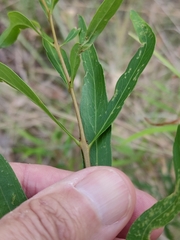 Notelaea microcarpa
