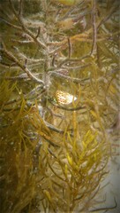 Prothalotia pulcherrima