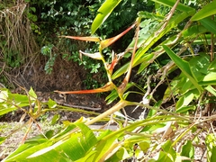 Heliconia latispatha