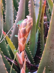 Aloe arborescens