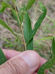 Notelaea microcarpa