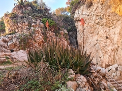 Aloe arborescens