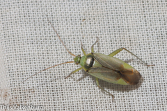 Closterotomus