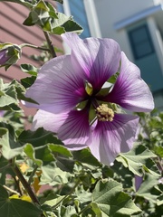 Malva subovata bicolor