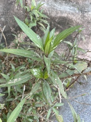 Ruellia simplex