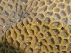 Coelastrea aspera