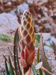 Aloe arborescens