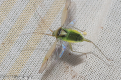 Closterotomus