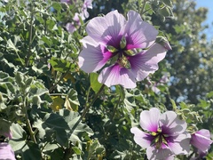 Malva subovata bicolor