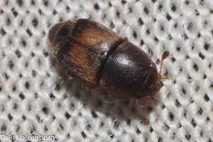Carpophilinae